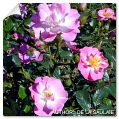 Roseira 'Castor'